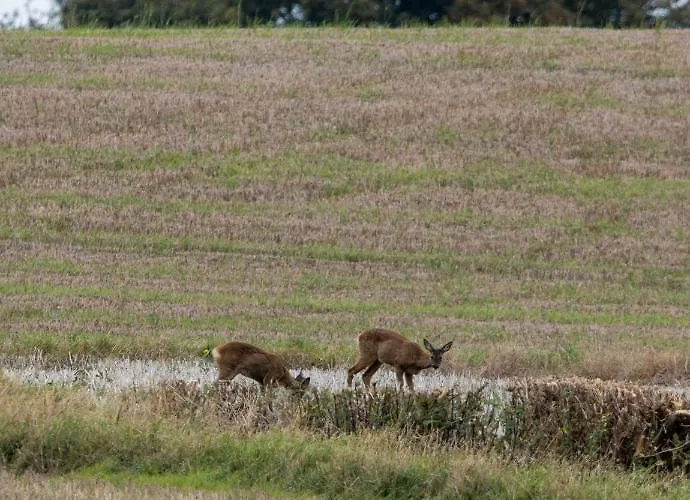 Hollins Farm - Dog Friendly, Self Catering *