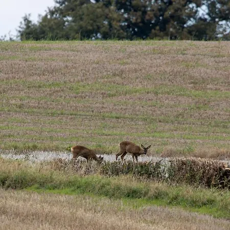 Hollins Farm - Dog Friendly, Self Catering *